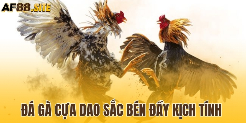 Đá gà cựa dao sắc bén đầy kịch tính